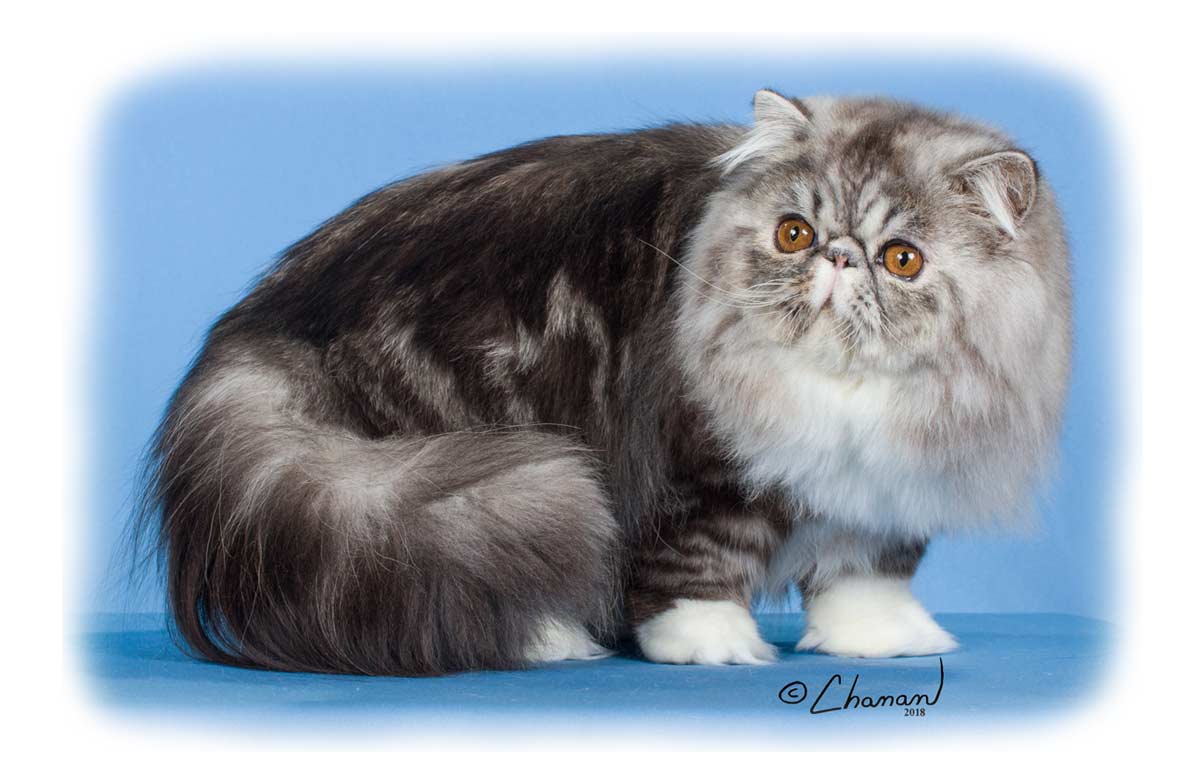 GC RW Pelaqita Nothin But Trouble - Persian cat
