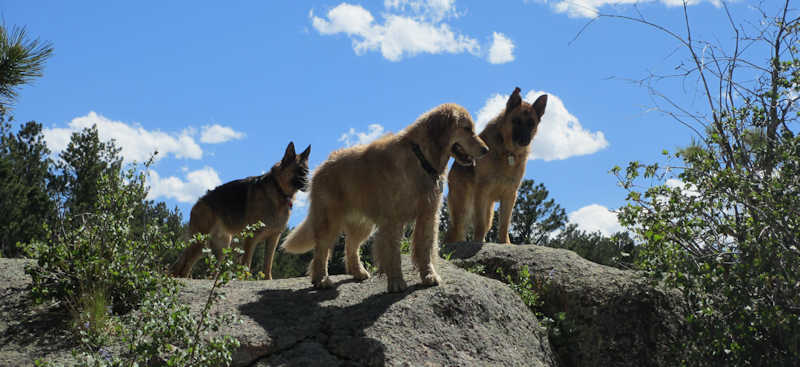 German Shepherd dogs and Golden Retriever standing on rocks