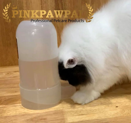 Persian cat drinking from plastic waterer